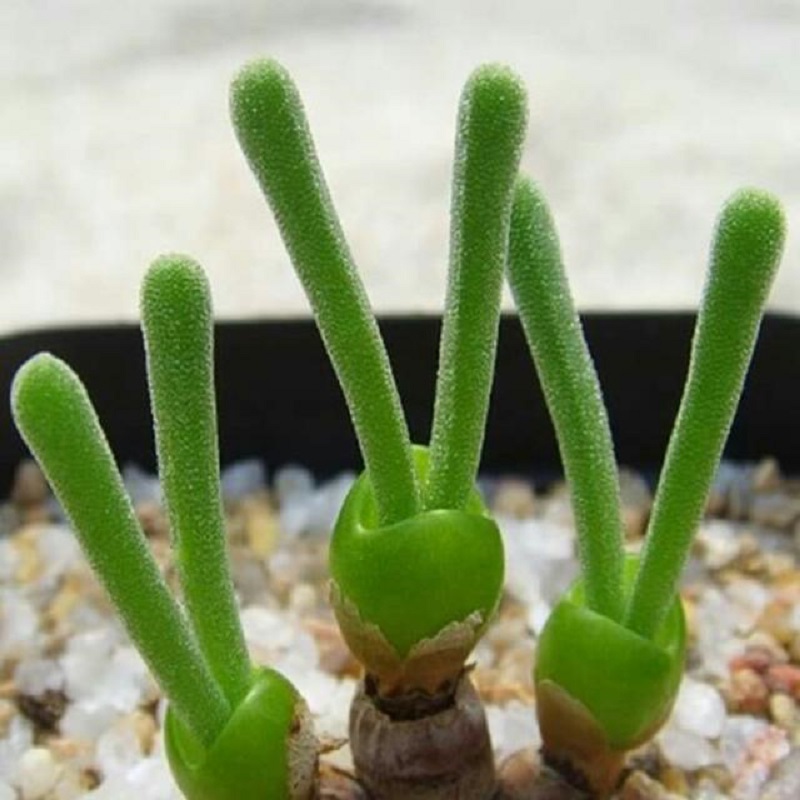 HẠT GIỐNG CÂY TAI THỎ