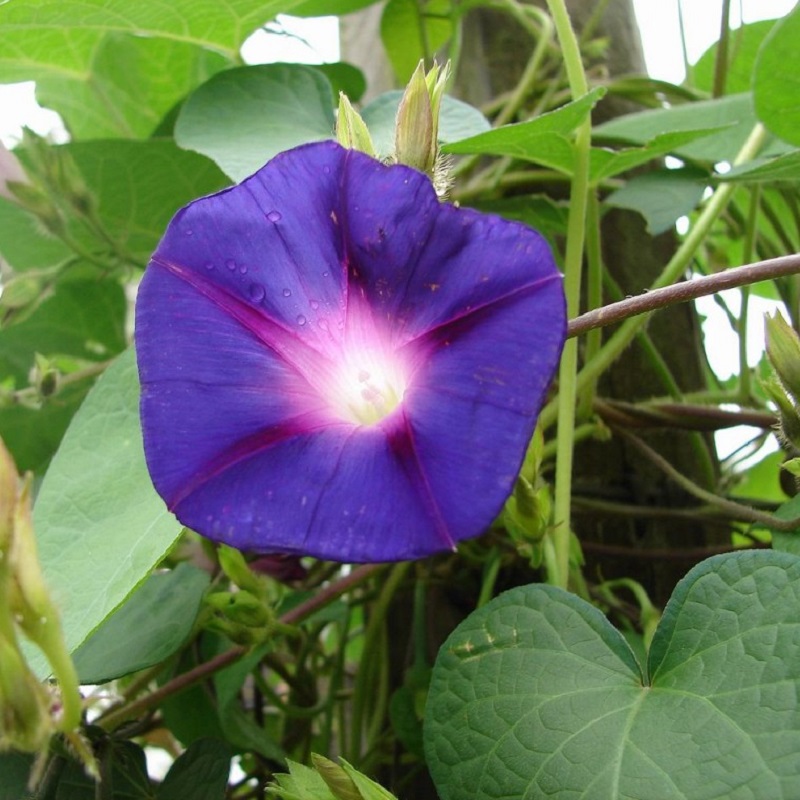 HẠT GIỐNG HOA BÌM BÌM XANH