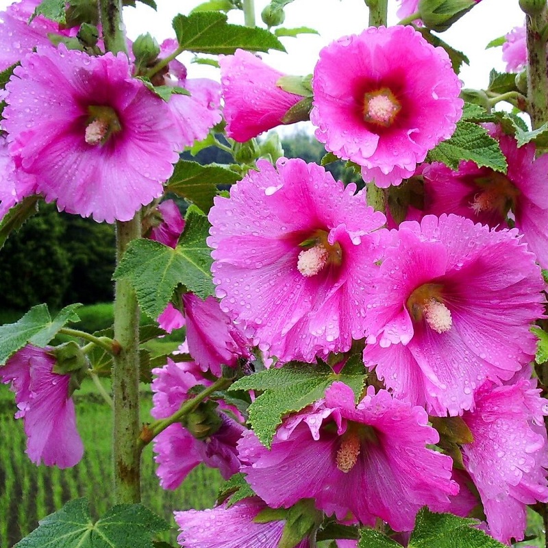 Hạt Giống Hoa Cẩm Quỳ