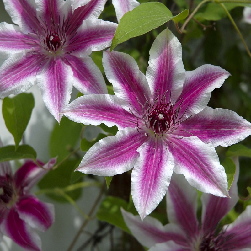 HẠT GIỐNG HOA CLEMATIS