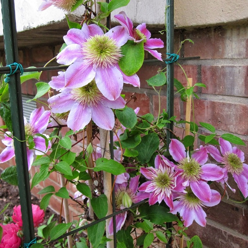 HẠT GIỐNG HOA CLEMATIS