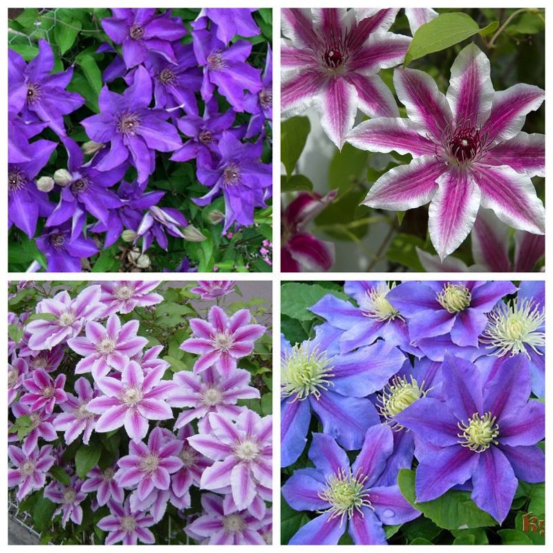 HẠT GIỐNG HOA CLEMATIS