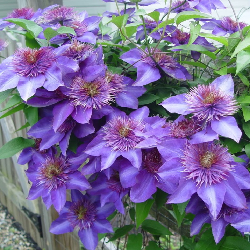HẠT GIỐNG HOA CLEMATIS