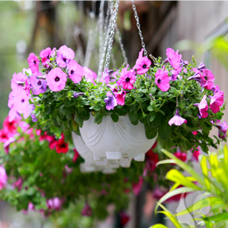 HẠT GIỐNG HOA DẠ YẾN THẢO RŨ