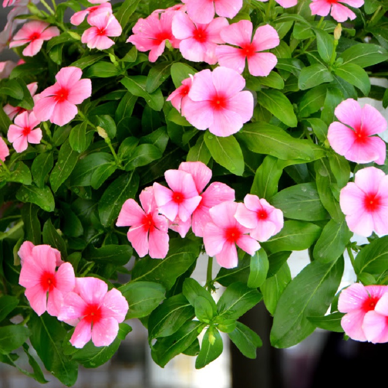 HẠT GIỐNG HOA DỪA CẠN RŨ