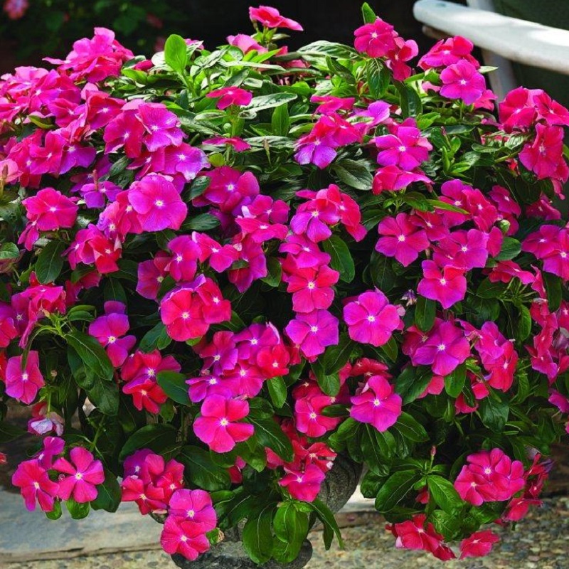 HẠT GIỐNG HOA DỪA CẠN RŨ