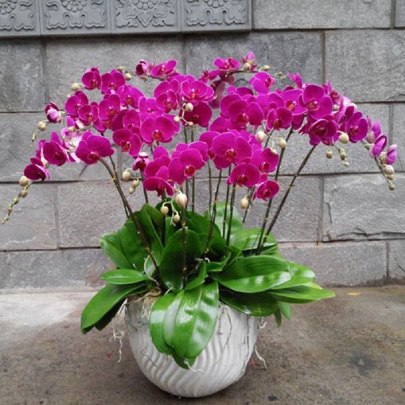 HẠT GIỐNG HOA LAN HỒ ĐIỆP