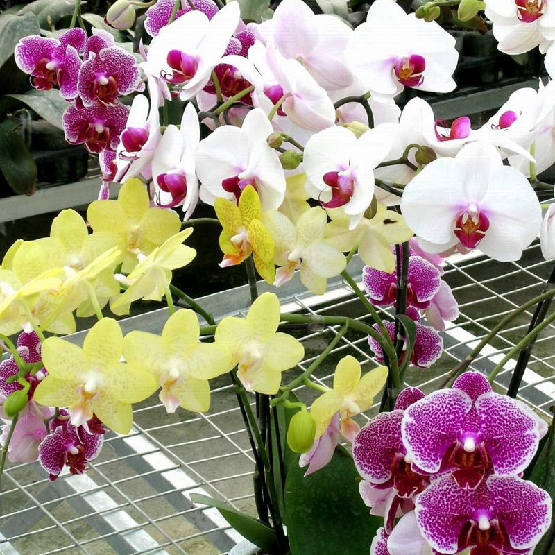 HẠT GIỐNG HOA LAN HỒ ĐIỆP