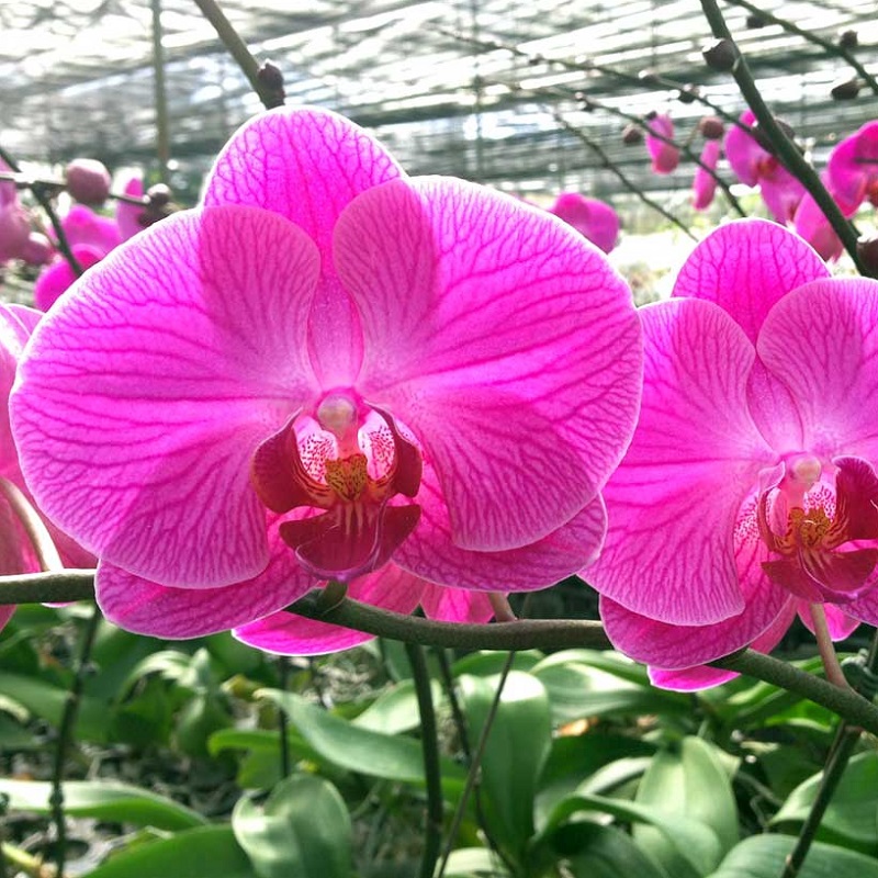 HẠT GIỐNG HOA LAN HỒ ĐIỆP