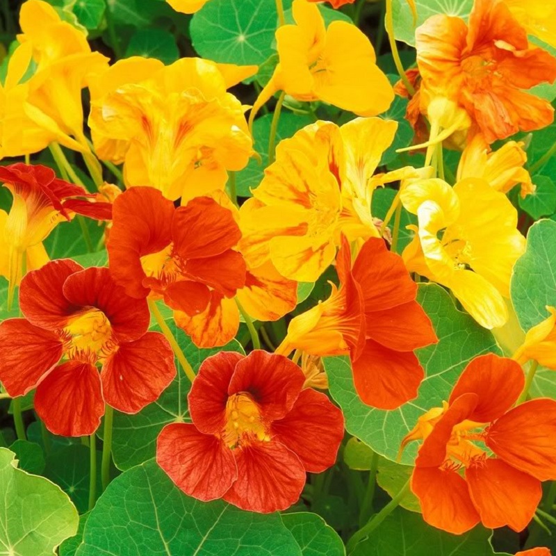 HẠT GIỐNG HOA SEN CẠN