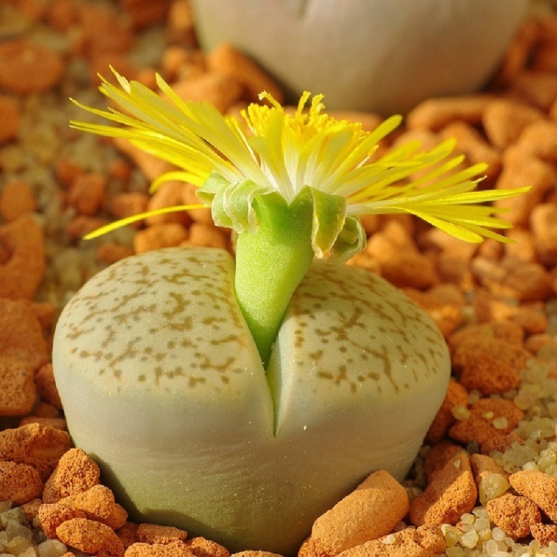 HẠT GIỐNG HOA THẠCH LAN