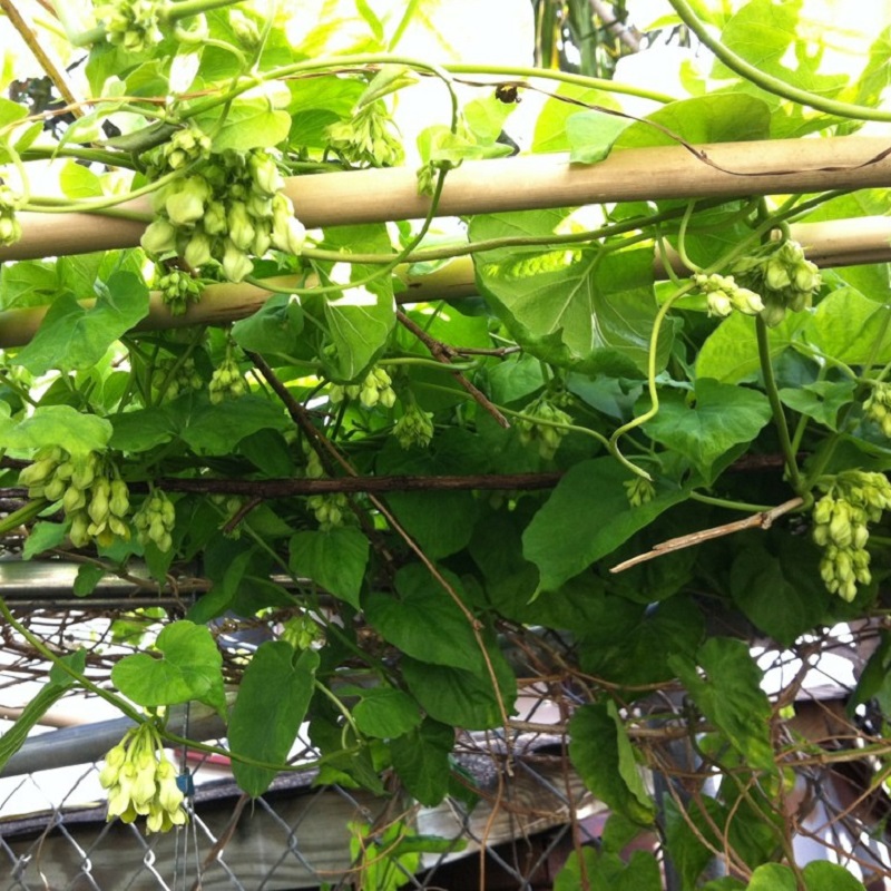 HẠT GIỐNG HOA THIÊN LÝ