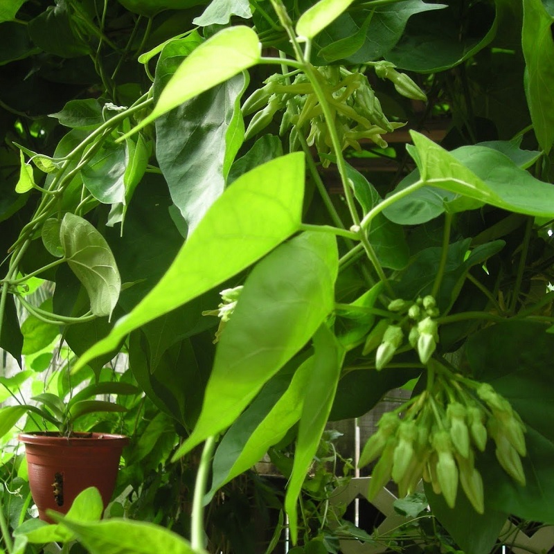 HẠT GIỐNG HOA THIÊN LÝ