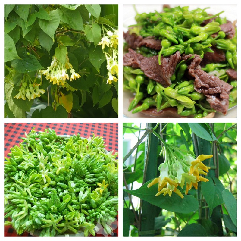 HẠT GIỐNG HOA THIÊN LÝ
