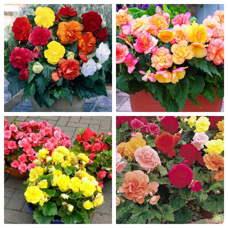 HẠT GIỐNG HOA THU HẢI ĐƯỜNG KÉP