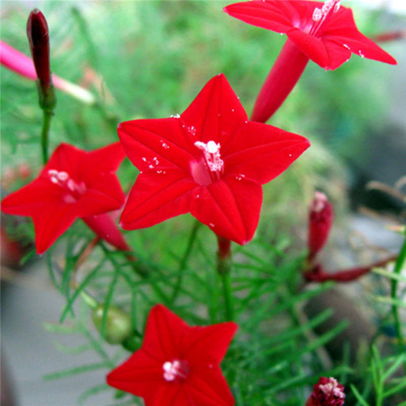 HẠT GIỐNG HOA TÓC TIÊN ĐỎ