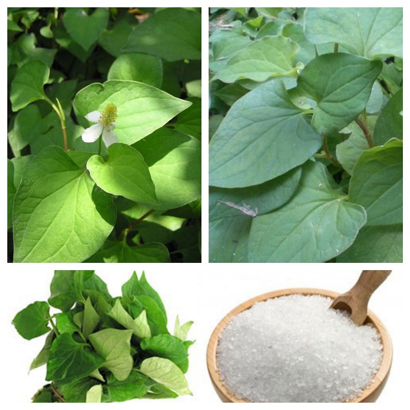 hạt giống rau nhiếp cá