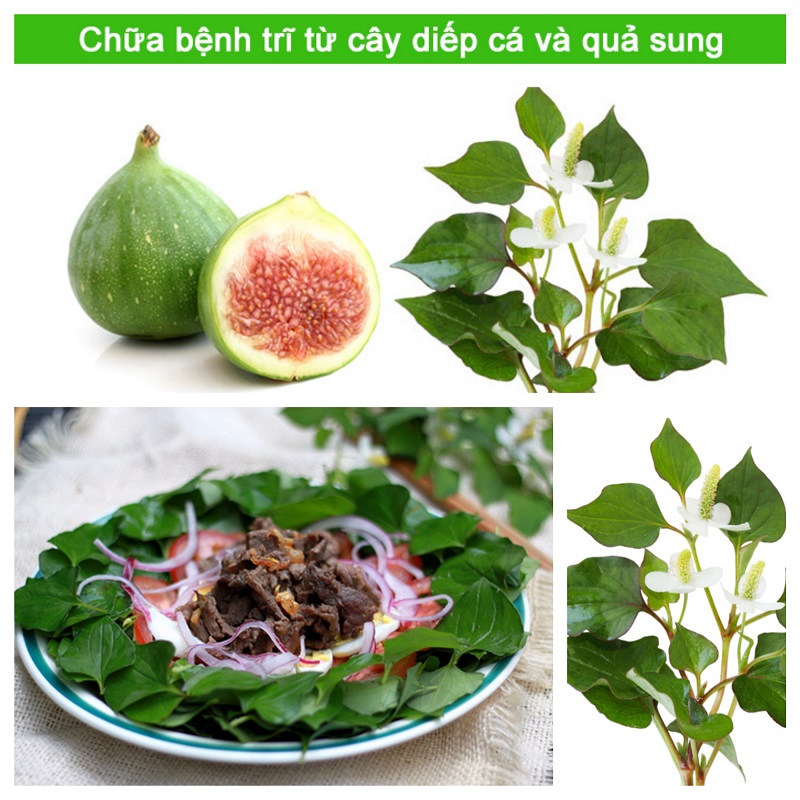 hạt giống rau nhiếp cá