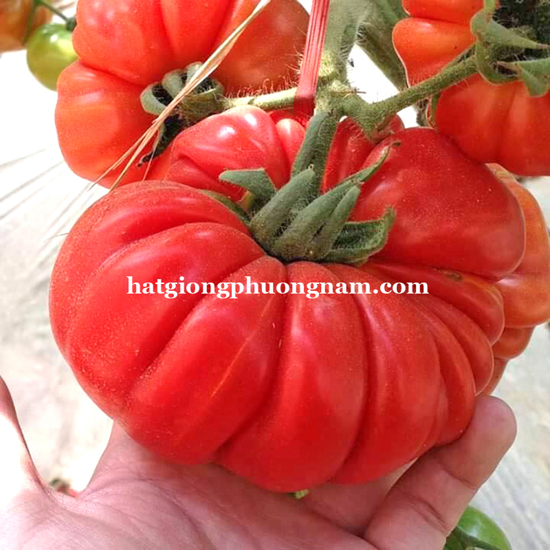 Hạt giông cà chua bí ngô Costoluto