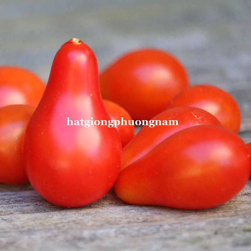 hạt giống cà chua cherry lê đỏ