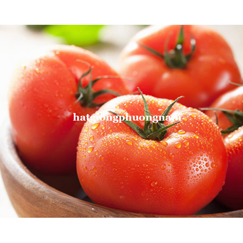 hạt giống cà chua đỏ quả to chịu nhiệt F1