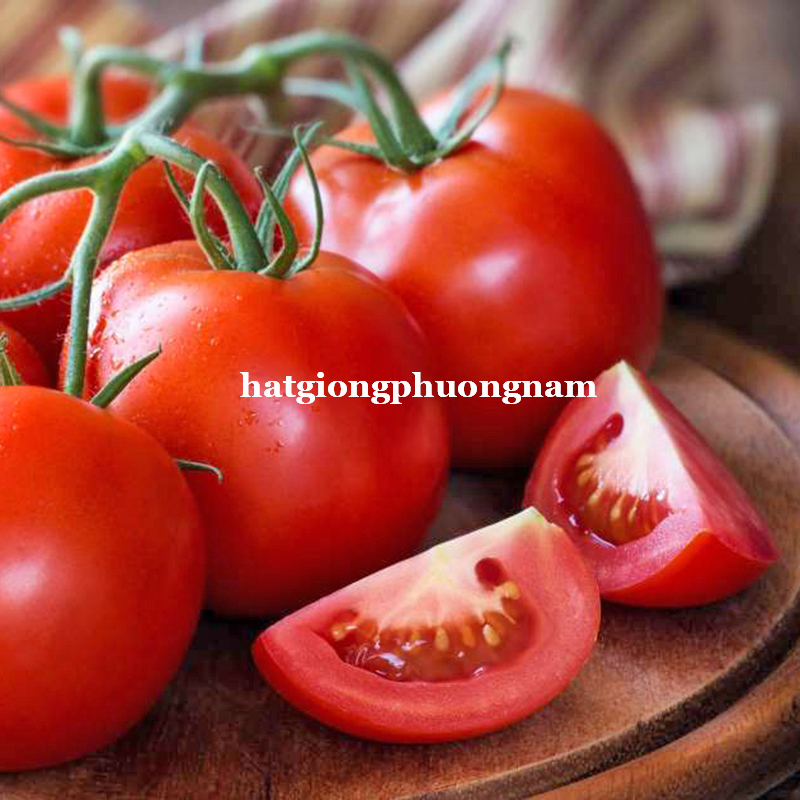 hạt giống cà chua đỏ quả to chịu nhiệt F1