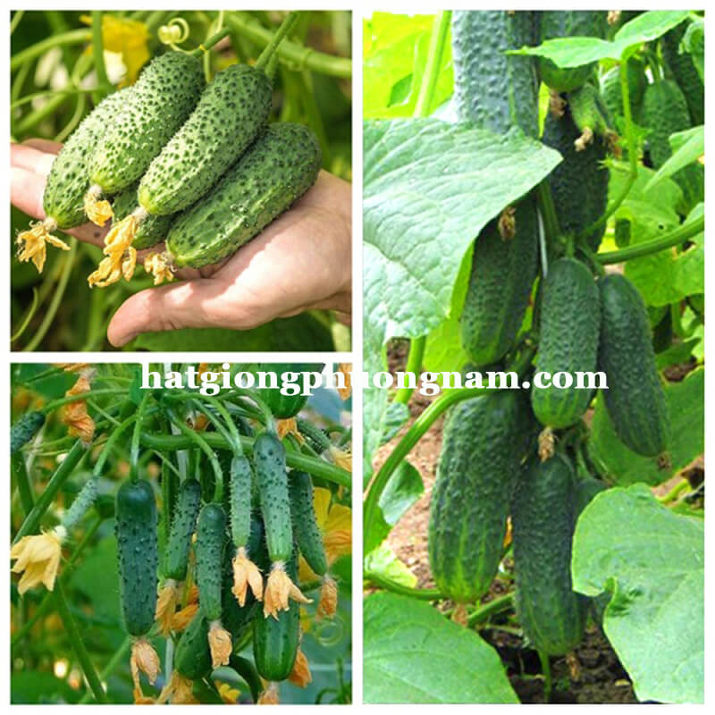 Hạt giống dưa chuột chùm siêu trái