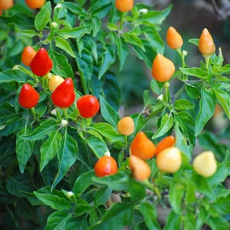 hạt giống ớt đào tiên