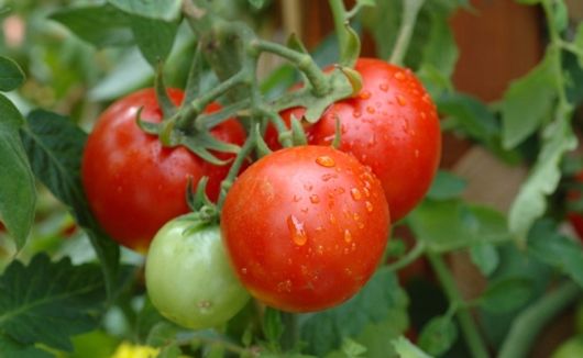CHỉ cần vài bước đơn giản bạn đã tự tạo được một vườn cà chua sai trĩu quả