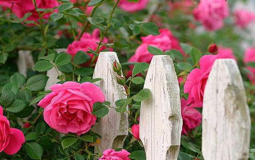 Hoa hồng leo rất được nhiều gia đình ưa chuộng