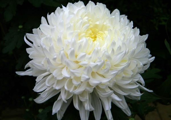 Ai đó đã nói rằng đóa hoa cúc trắng tượng trưng cho tình yêu, sự thuần khiết và tinh tế. Hãy cùng khám phá ý nghĩa đặc biệt của loại hoa này trong bức ảnh đầy cảm hứng này nhé!