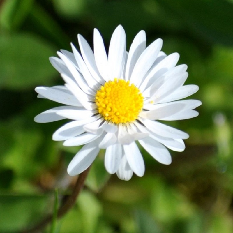 Chia sẻ với hơn 94 đám tang hình ảnh hoa cúc trắng buồn mới nhất thtantai2eduvn