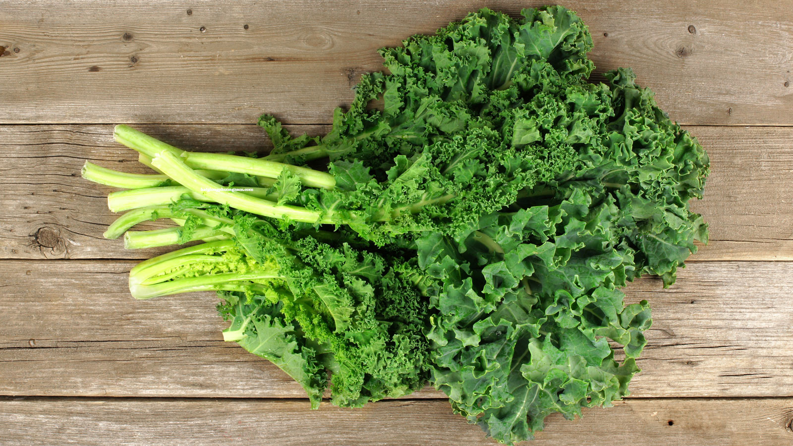 NEW】Hạt Giống Cải Xoăn Kale - Hạt Giống Chất Lượng