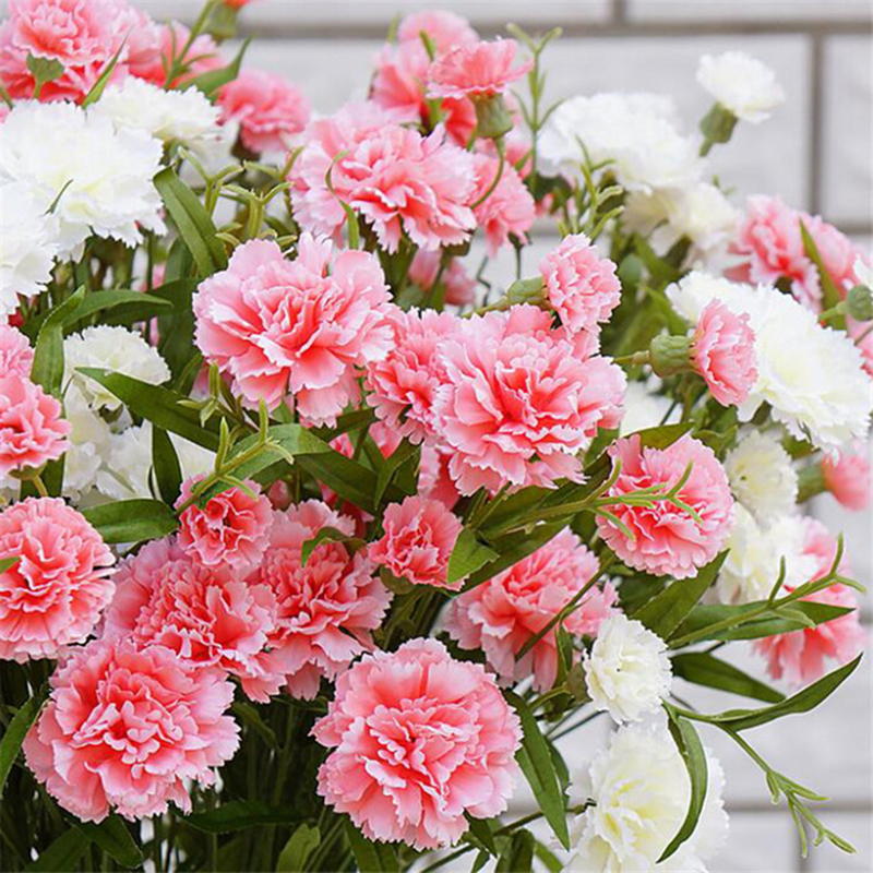Hạt giống hoa cẩm chướng kép là nguồn cảm hứng tuyệt vời cho những người yêu thích trồng hoa. Với những cánh hoa đầy màu sắc và hình dáng độc đáo, chắc chắn sẽ làm cho khu vườn của bạn trở nên thật tuyệt vời. Hãy xem ngay hình ảnh liên quan để khám phá thêm về loại hoa này nhé!
