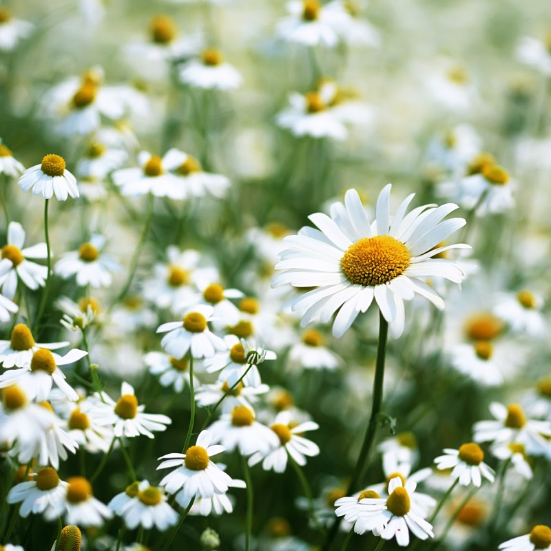 Hình nền hoa cúc đẹp: Tìm kiếm một bức tường nền đẹp mắt cho điện thoại của bạn? Hãy truy cập và tải xuống những hình nền hoa cúc đẹp vào năm
