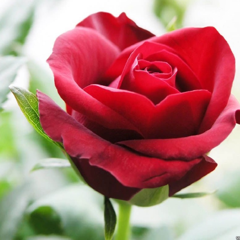 GIẢI MÃ]10 Ý nghĩa Hoa hồng, 89 Bức ảnh hoa hồng đẹp nhất