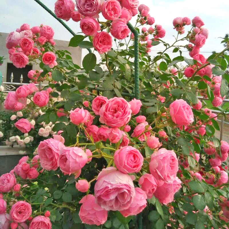 Cách trồng và chăm sóc hoa hồng ngoại - nở đẹp sau 3 tháng - Bách thảo