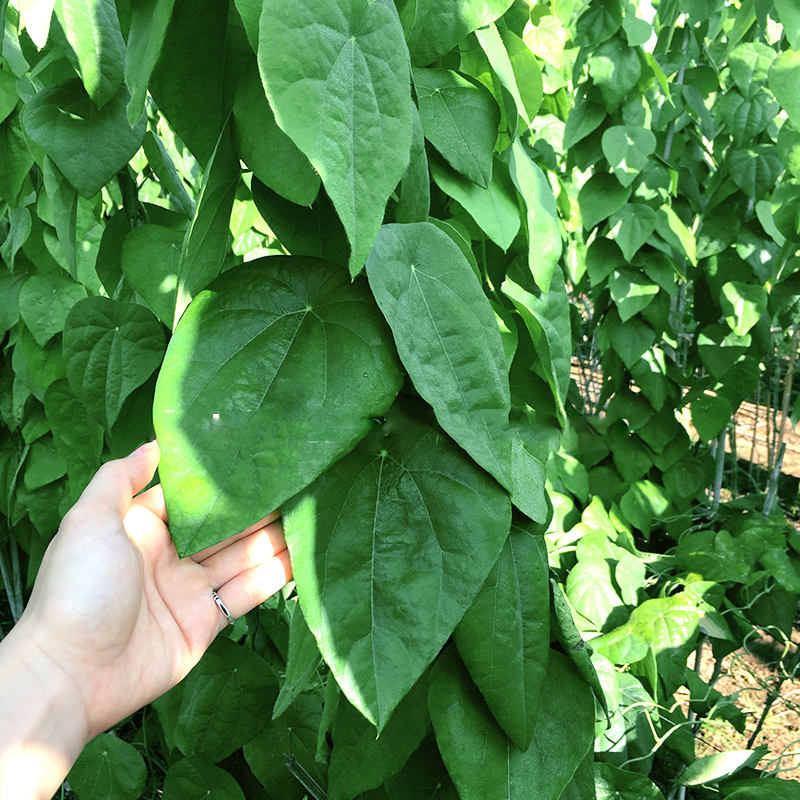 【NEW】Hạt giống lá cây sương sâm lông rừng - Hạt giống chất lượng F1