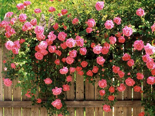 Hạt giống hoa hồng leo là sự lựa chọn tuyệt vời để trồng làm đẹp cho ngôi nhà của bạn. Xem ngay để biết cách trồng và chăm sóc nhé!