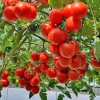Hạt Giống Cà Chua Leo Giàn Trái Dẹp Ý F1 (5 - 10 Hạt)