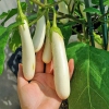  Hạt Giống Cà Trắng Ngà Voi - 50 Hạt 
