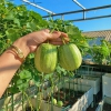 Hạt Giống Dưa Chuột Miêu Chiêng Mai - 10 Hạt