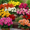 Hạt Giống Thược Dược Lỡ Bán Kép F1 Mix - 10 Hạt