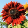  Hạt Giống Hoa Hướng Dương Đỏ Velvet - 30 Hạt