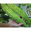  Hạt Giống Khổ Qua Siêu Dài F1 Futaba - 5 Hạt 