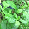  Hạt Giống Rau Cải Trời - 100 Hạt 