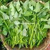 Hạt Giống Rau Muống Lá To - 20 Gram 